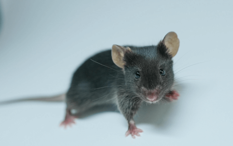 IL-10 （腸道炎癥）